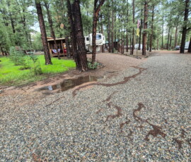 4 Spruce Sena.image01